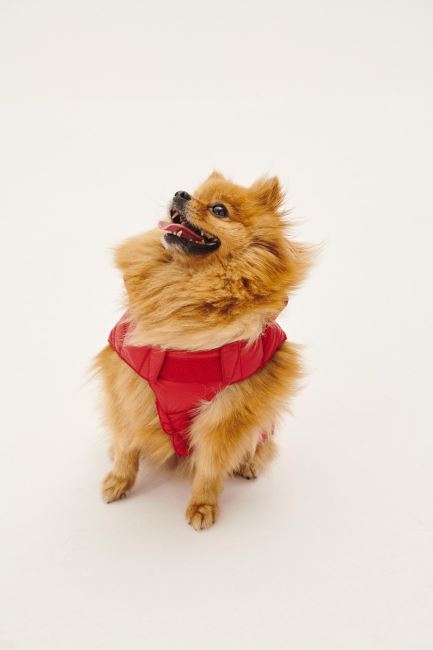 Jott Rouge Dogs Down Jacket Woop