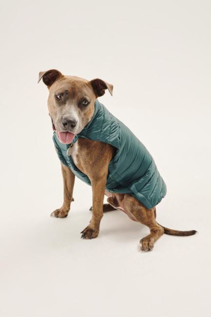 Jott Vert Fonce Dogs Down Jacket Woop